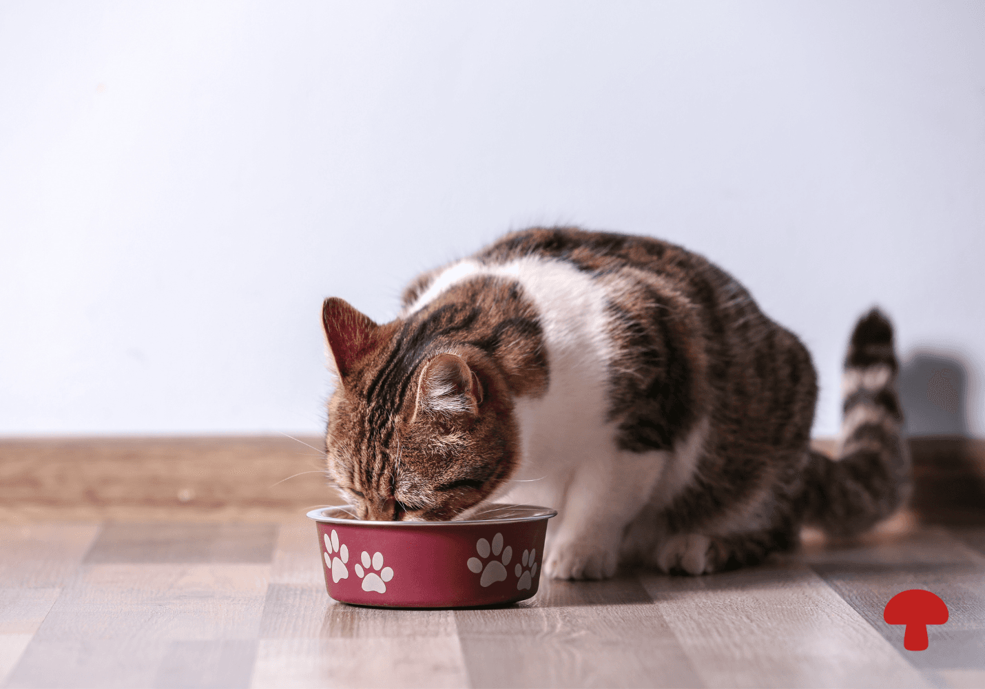 Inside the AAFCO Common Food Index: Why Shiitake, Maitake, Oyster, and King Oyster Belong in Your Pet Food Formula