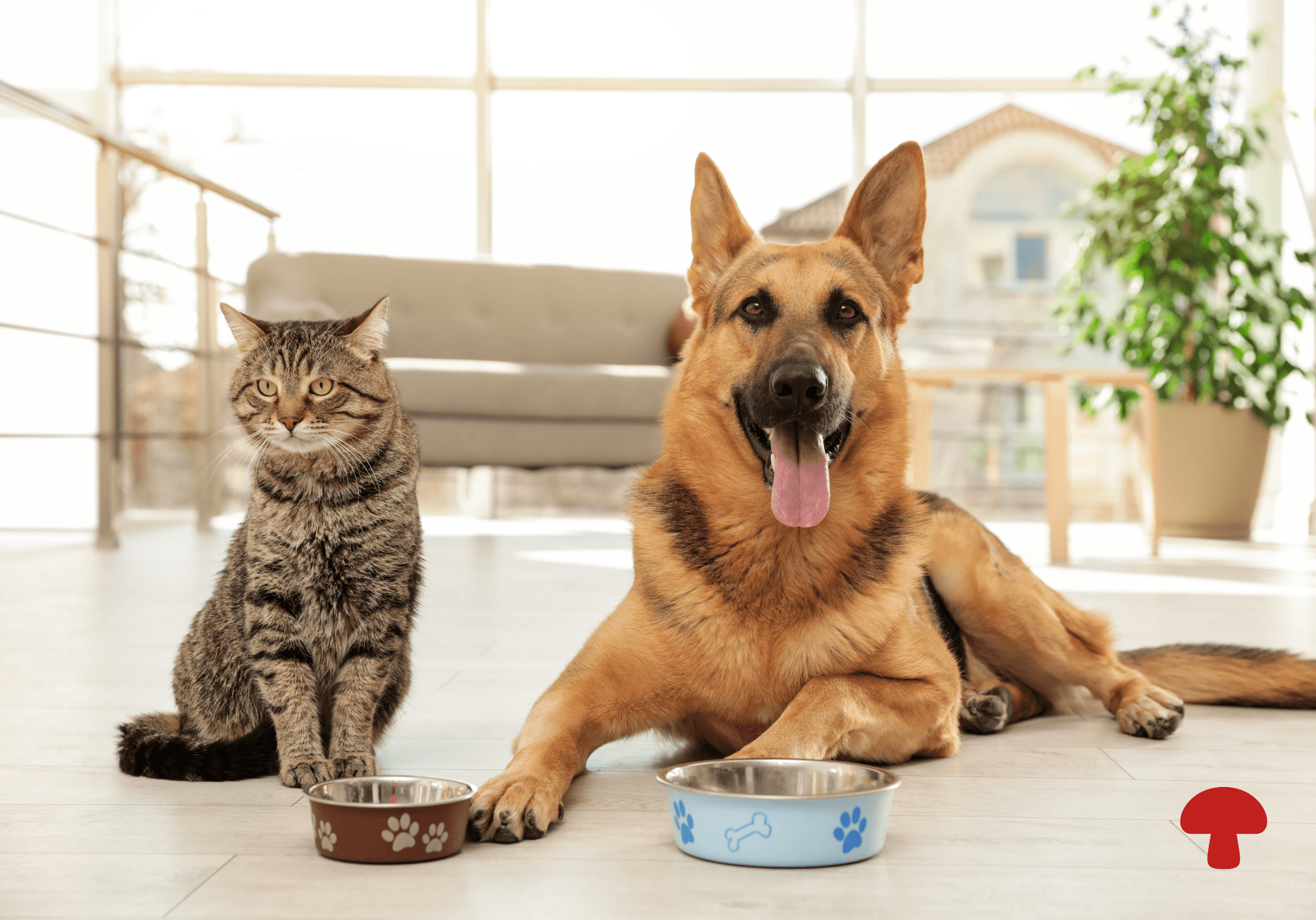 Do Cats and Dogs Actually Like Mushrooms? What the Science Says About Taste, Umami, and Palatability