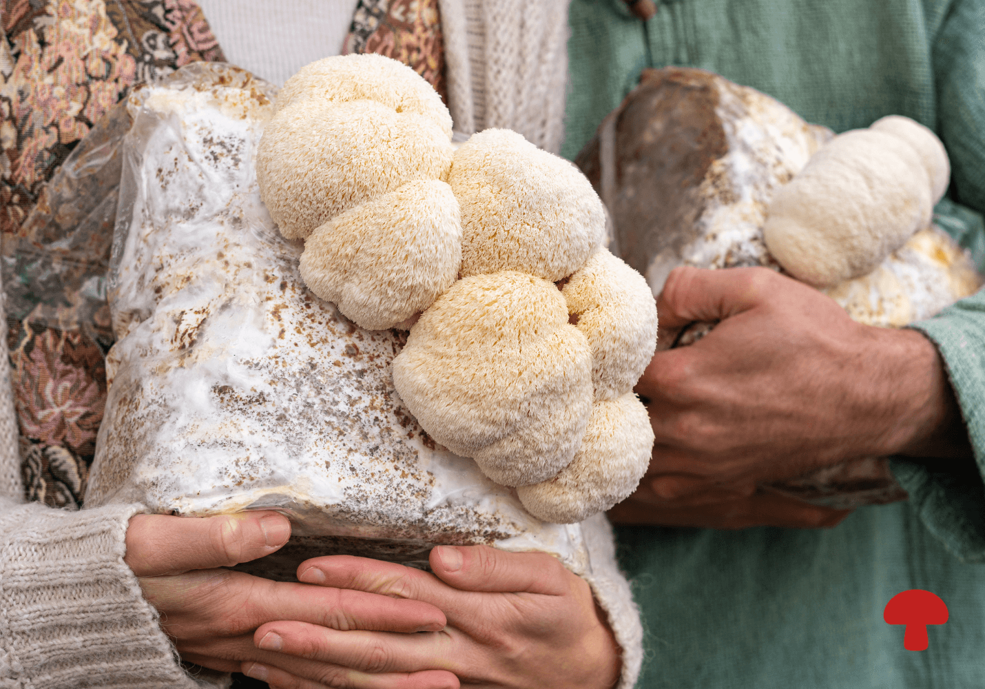 Fruiting Body vs. Mycelium: A Bioactive Comparison of Functional Mushrooms