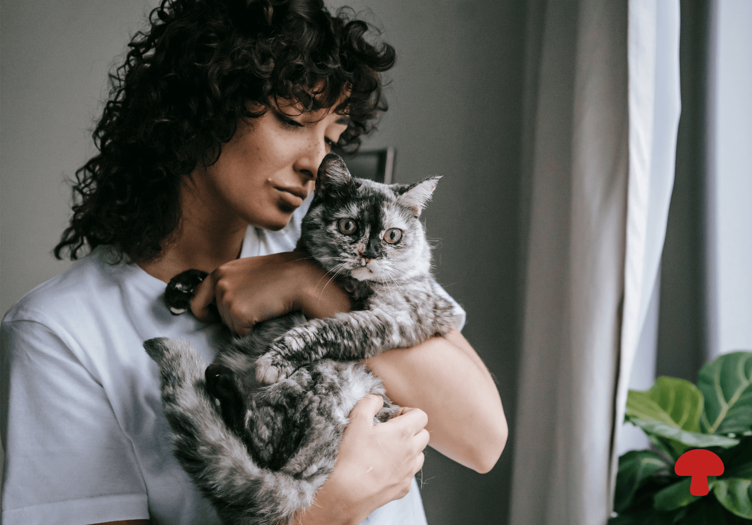 Functional Mushrooms for Cats: A Guide to Feline Immunity, Palatability, and Healthy Aging