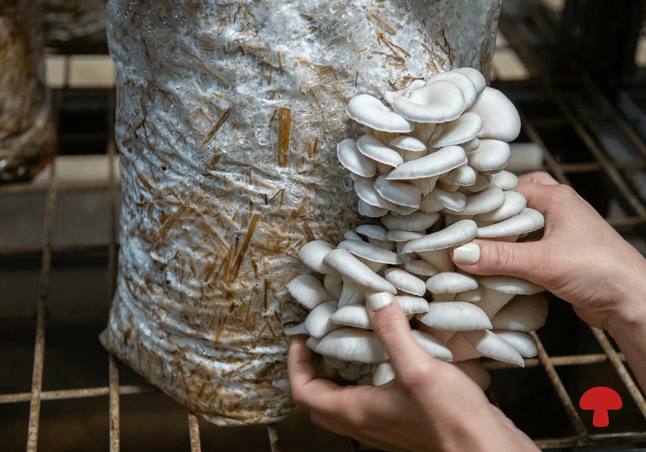 Chitin Is the Whole Mushroom Fiber That Your Gut Bacteria Loves