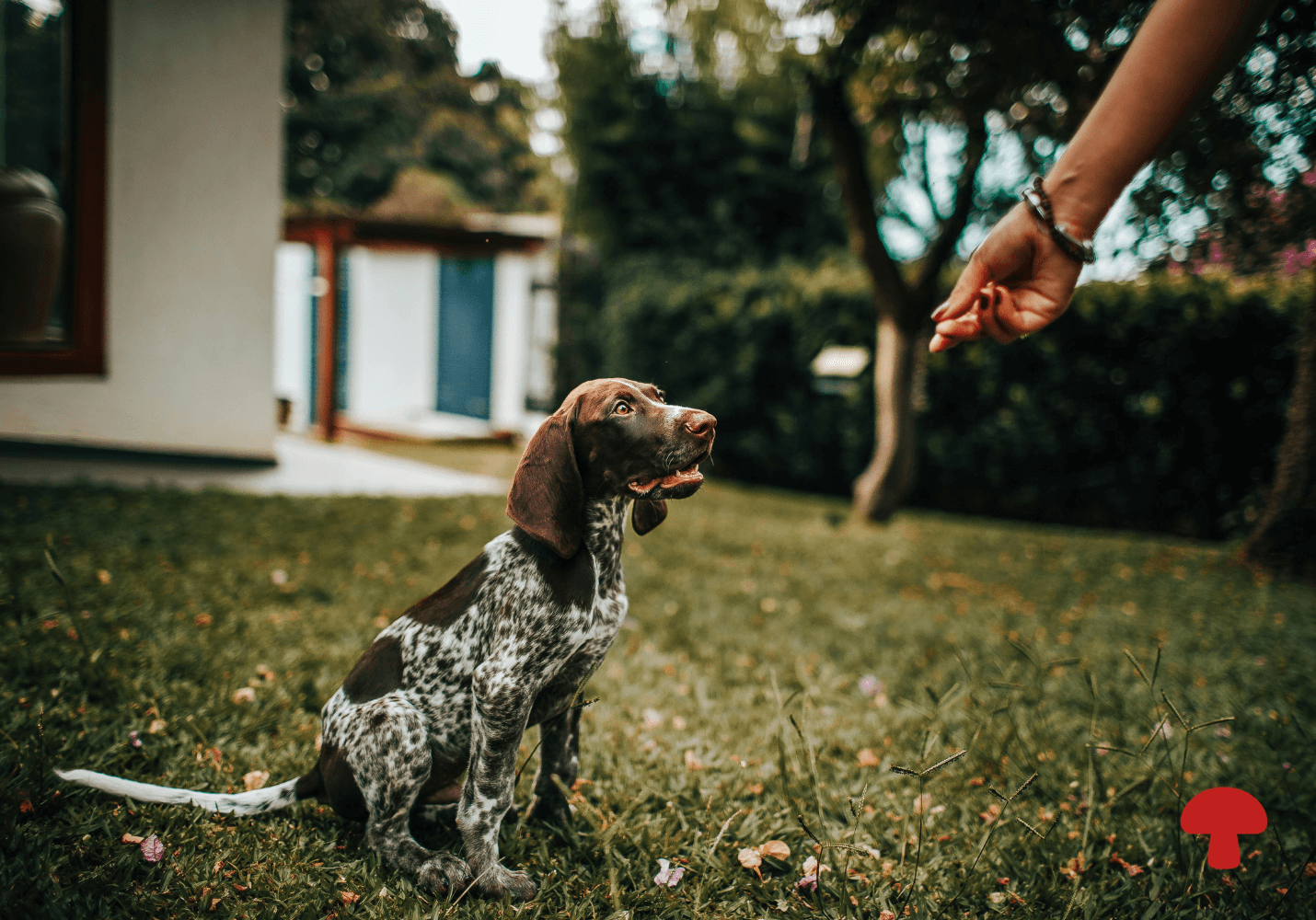 Daily Vitamin or Strong Medicine? Choosing Between Mushroom Powders and Extracts for Your Pet