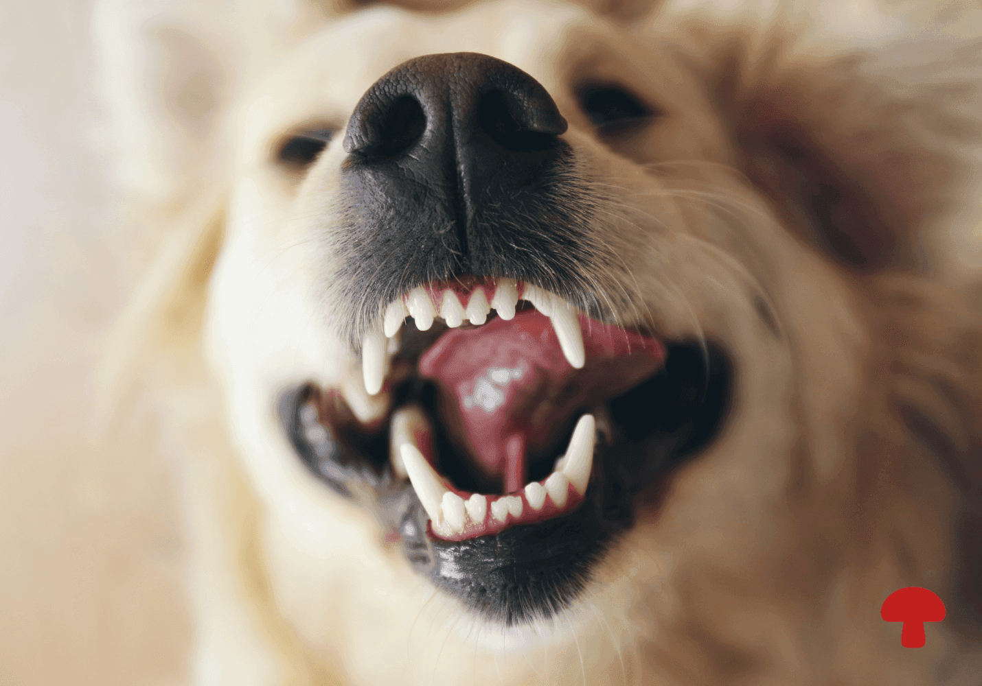 Gum Disease in Dogs: How Shiitake, Reishi, and Functional Mushrooms Support Oral Health