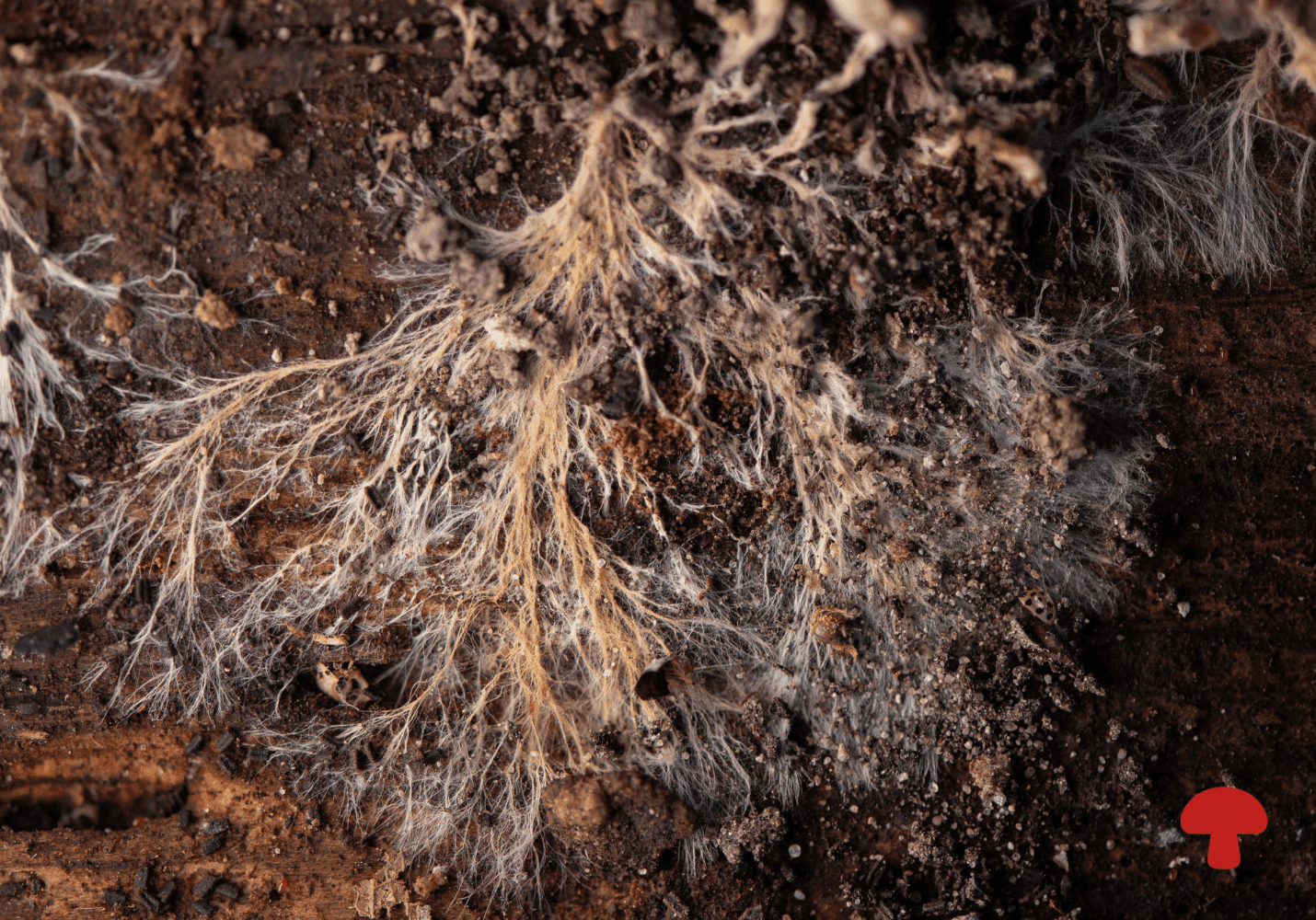 Mycelium Matters: Rethinking the Most Important Stage of the Mushroom Lifecycle