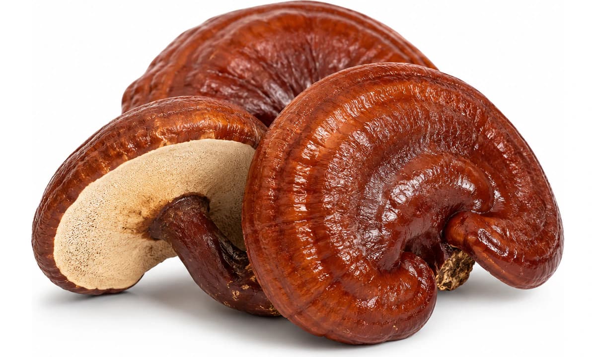 Three glossy red Reishi mushrooms on a clean white background