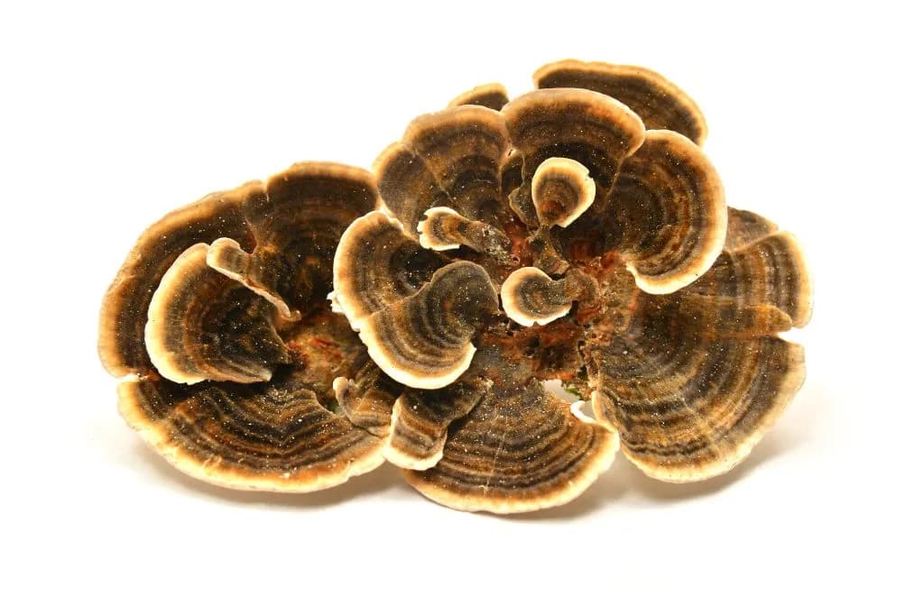 Organic Turkey Tail mushroom powder, full-spectrum, bulk supply